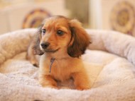 Kaninchen_Dachshund5727
