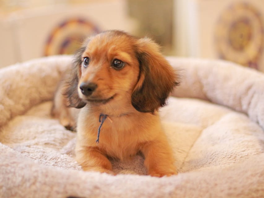 カニンヘン ダックスフンド キャロット&ブルースの子犬 レッド 男の子(1)