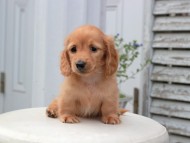 Kaninchen_Dachshund5727