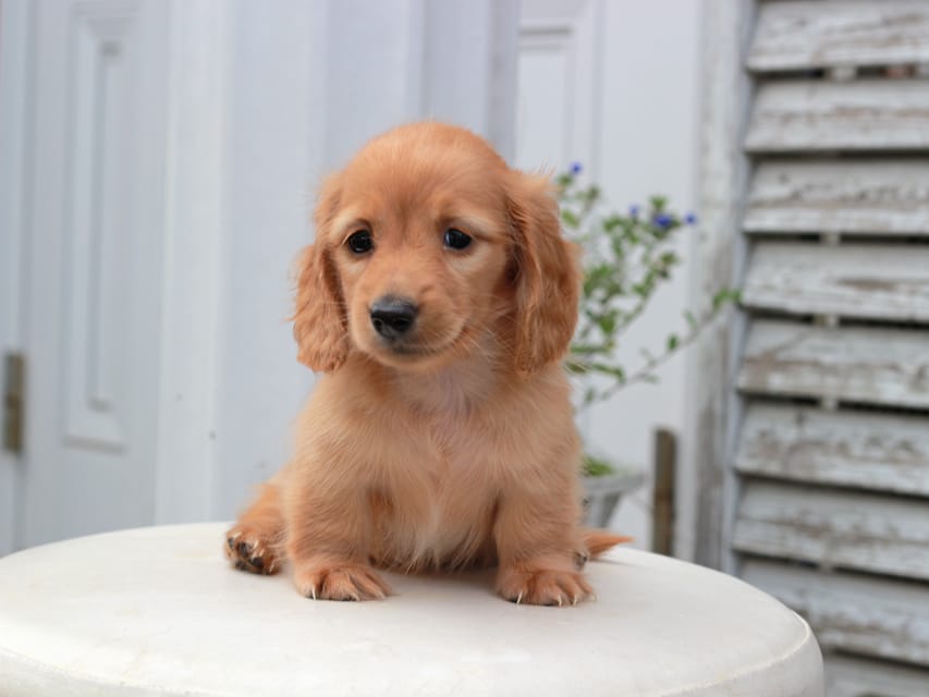 カニンヘンダックスフンド すずらん & ジルベールの子犬 ゴールド 女の子