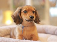 Kaninchen_Dachshund5732