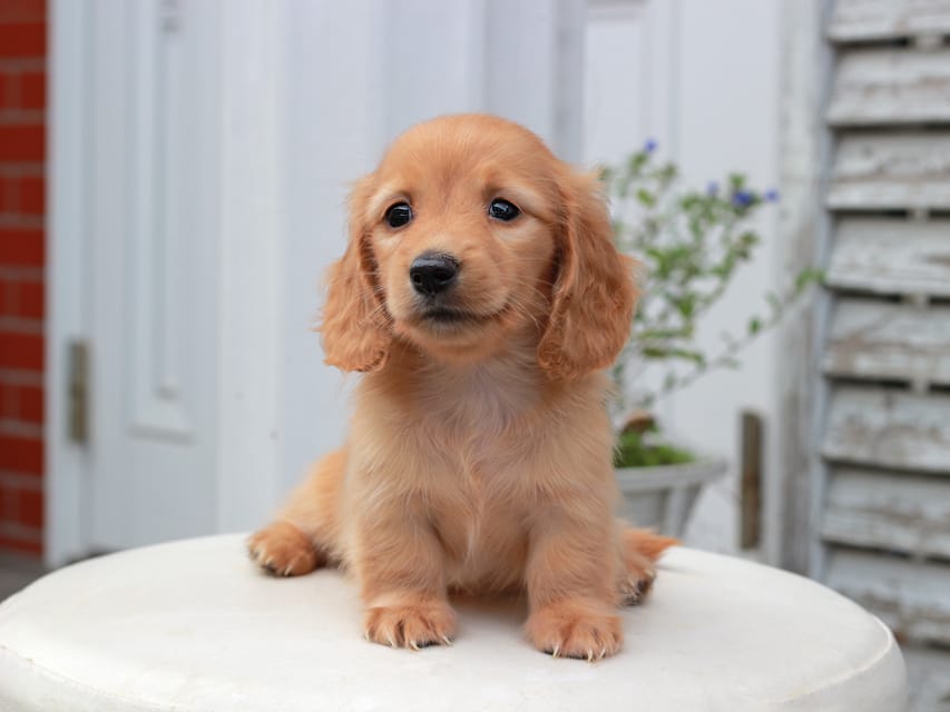 カニンヘンダックスフンド すずらん & ジルベールの子犬 ゴールド 女の子