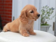 Kaninchen_Dachshund5777