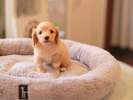 Kaninchen_Dachshund5787 Kaninchen_Dachshund5787