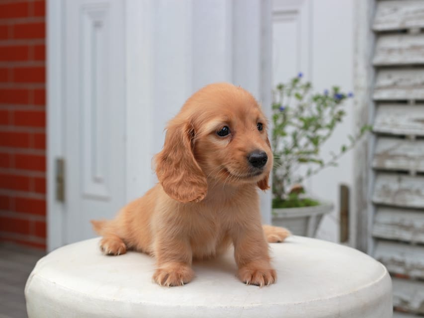 カニンヘンダックスフンド すずらん & ジルベールの子犬 ゴールド 女の子