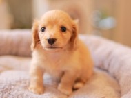 Kaninchen_Dachshund5793