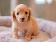 Kaninchen_Dachshund5797 Kaninchen_Dachshund5797