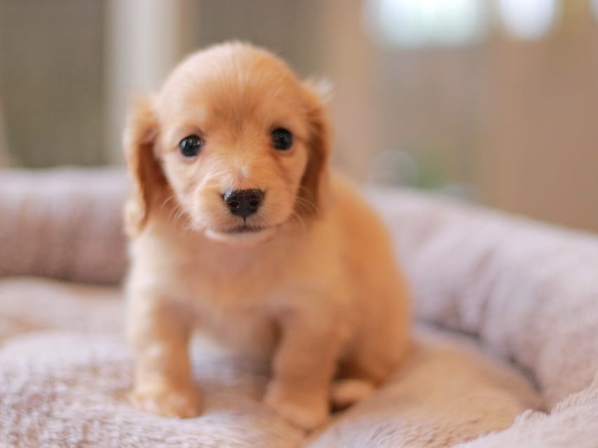 カニンヘン ダックスフンド ドロップ&ピーターの子犬 イエロー(クリーム) 男の子