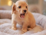 Kaninchen_Dachshund5802