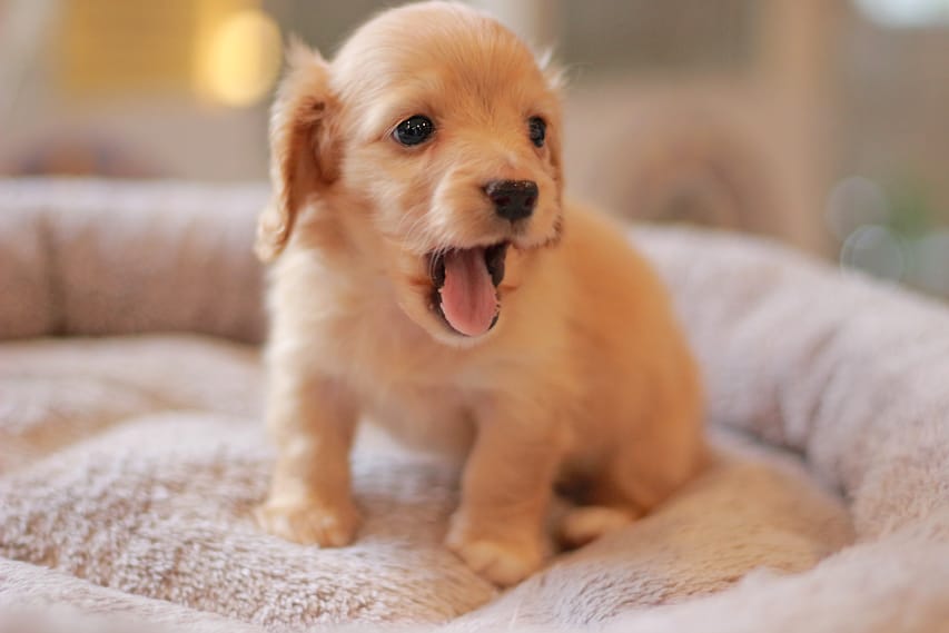 カニンヘン ダックスフンド ドロップ&ピーターの子犬 イエロー(クリーム) 男の子