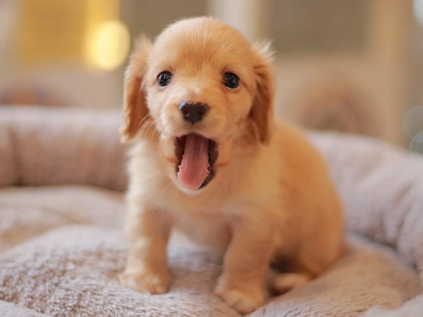 カニンヘン ダックスフンド ドロップ&ピーターの子犬 イエロー(クリーム) 男の子