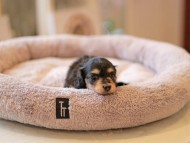 Kaninchen_Dachshund5813