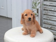 Kaninchen_Dachshund5813