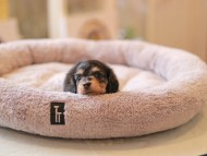 Kaninchen_Dachshund5817