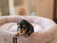 Kaninchen_Dachshund5844