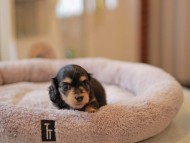 Kaninchen_Dachshund5851