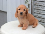 Kaninchen_Dachshund5855