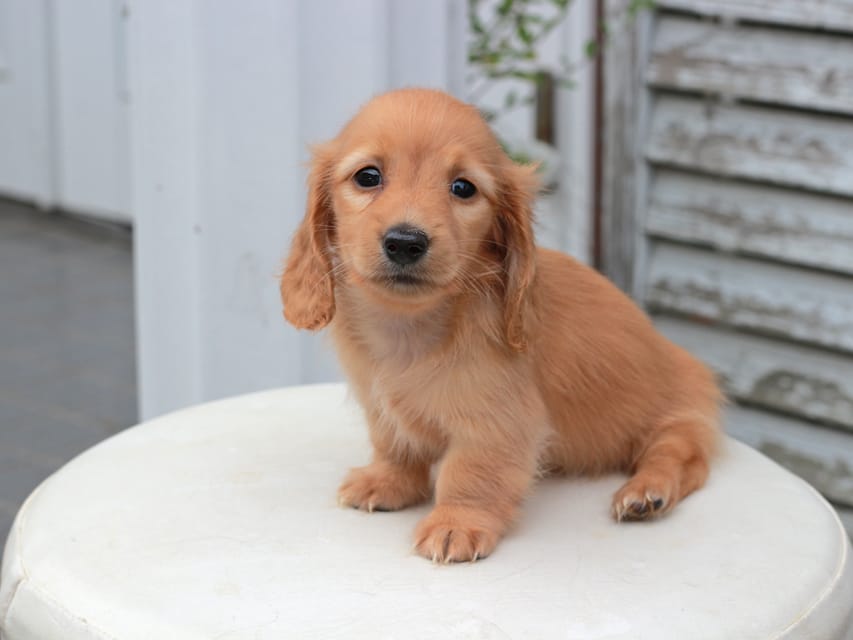 カニンヘンダックスフンド すずらん & ジルベールの子犬 ゴールド 女の子