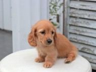 Kaninchen_Dachshund5861