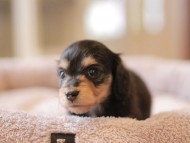 Kaninchen_Dachshund5864