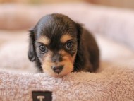 Kaninchen_Dachshund5875