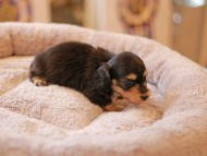 Kaninchen_Dachshund5888