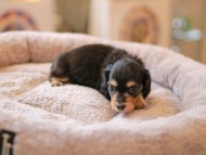 Kaninchen_Dachshund5896 Kaninchen_Dachshund5896