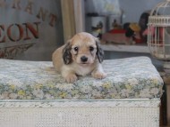 Kaninchen_Dachshund591