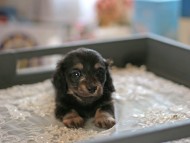 Kaninchen_Dachshund5989 Kaninchen_Dachshund5989
