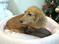 Kaninchen_Dachshund5_0