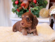 Kaninchen_Dachshund6.11