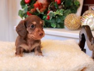 Kaninchen_Dachshund6.44-1