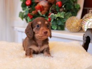 Kaninchen_Dachshund6.45-1