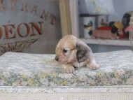 Kaninchen_Dachshund600