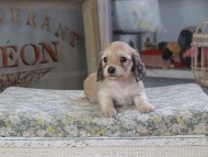 Kaninchen_Dachshund601