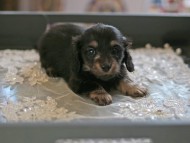Kaninchen_Dachshund6015