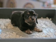 Kaninchen_Dachshund6022