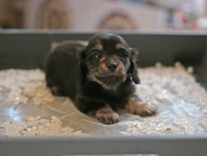 Kaninchen_Dachshund6023