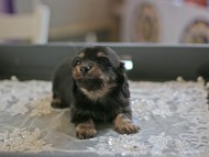 Kaninchen_Dachshund6037