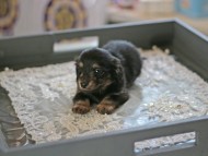 Kaninchen_Dachshund6044