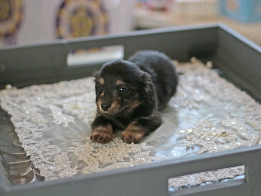 カニンヘン ダックスフンド レディ&スカッシュの子犬 ブラックイエロー（ブラッククリーム） 男の子