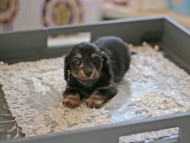 Kaninchen_Dachshund6053