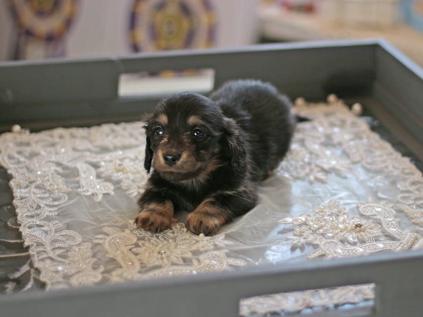 カニンヘン ダックスフンド レディ&スカッシュの子犬 ブラックイエロー（ブラッククリーム） 男の子