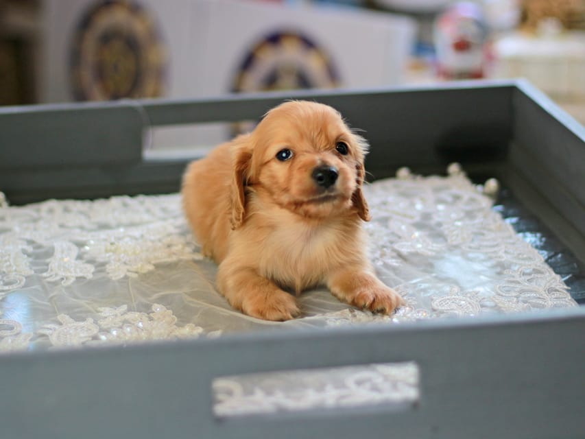 カニンヘン ダックスフンド レディ&スカッシュの子犬 イエロー（クリーム） 男の子