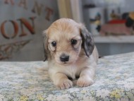 Kaninchen_Dachshund609