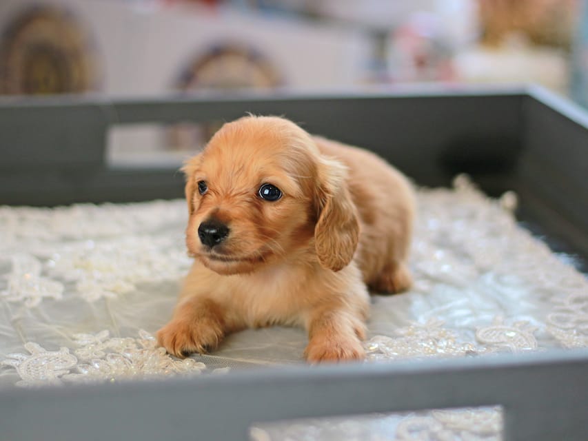 カニンヘン ダックスフンド レディ&スカッシュの子犬 イエロー（クリーム） 男の子