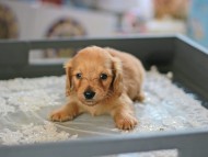 Kaninchen_Dachshund6104 Kaninchen_Dachshund6104