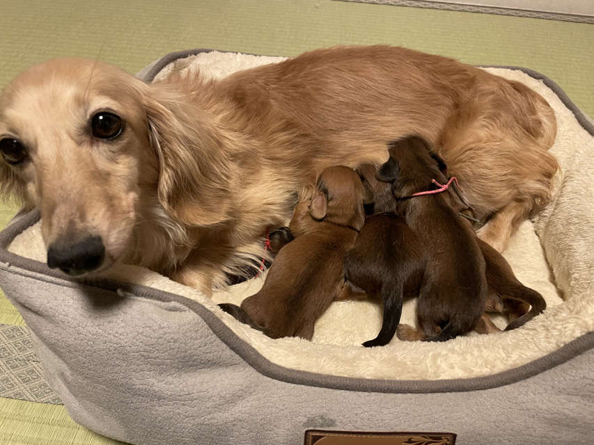 カニンヘン ダックスフンド ほたる & パッション 7月19日子犬の出産