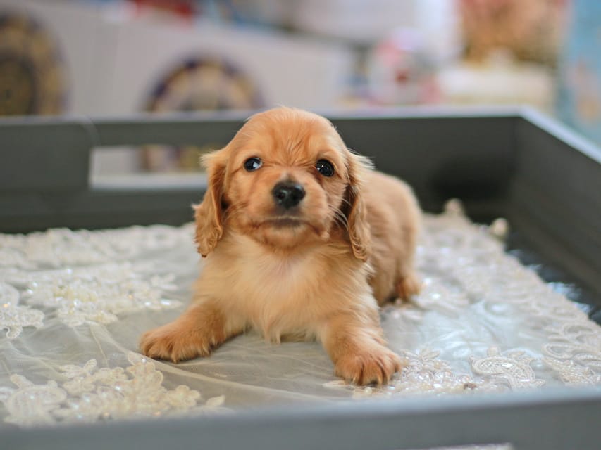 カニンヘン ダックスフンド レディ&スカッシュの子犬 イエロー（クリーム） 男の子