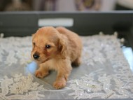 Kaninchen_Dachshund6116